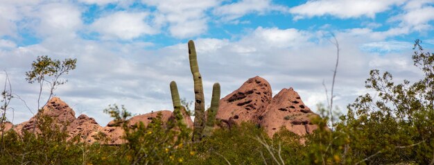 Papago Id Card Office